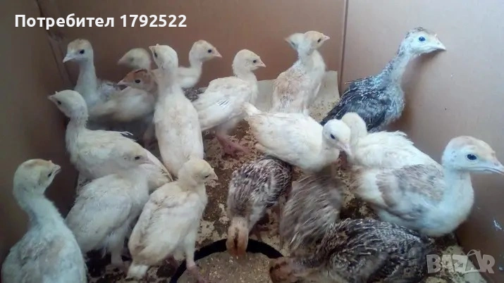 Продавам пуйчета , снимка 1