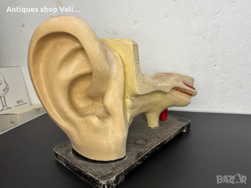 Анатомичен модел на ухо №6851, снимка 1