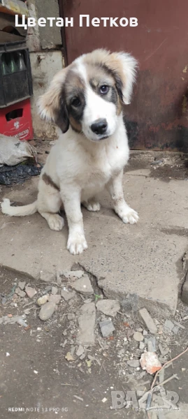 Каракачанки , снимка 1