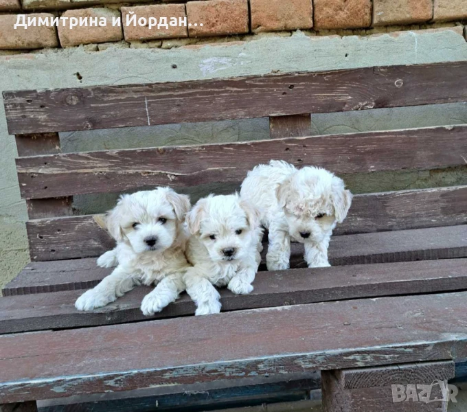 Продавам малки сладки болонки , снимка 1