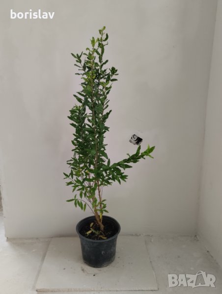 Нар(калинка), снимка 1