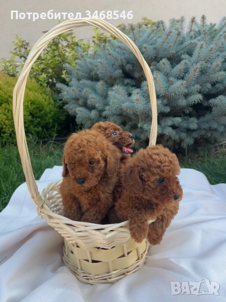 Пудел той , снимка 1