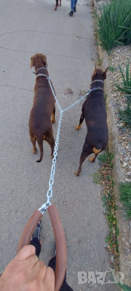 НОВО >>> Двоен повод за малки и големи кучета , снимка 1