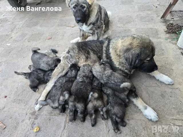 Кавказка овчарка бебе, снимка 7 - Кавказка овчарка - 56404322