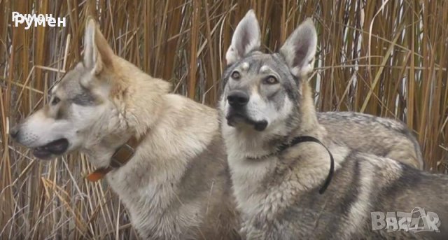 Чехословашки вълчак | Цени и обяви за всички породи кучета — Bazar.bg