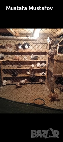 Продавам Фенерлии , снимка 5 - Гълъби - 52861493