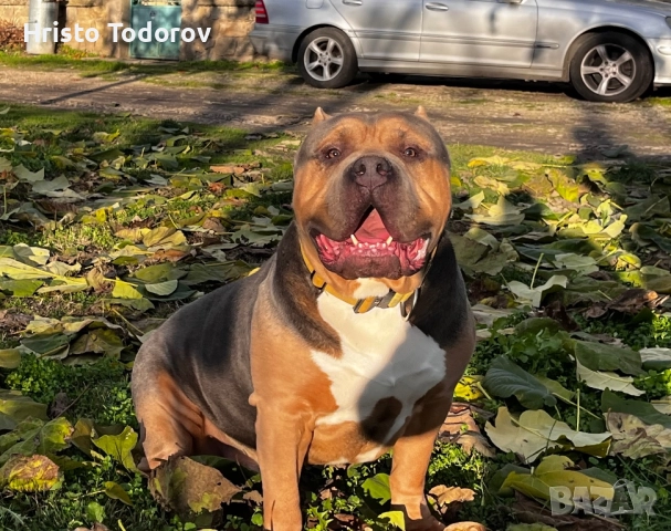 Американско були хл/Разплод