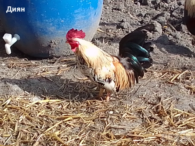 Декоративни петлета, снимка 2 - Кокошки и пуйки - 53993240