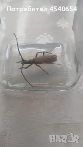 Насекоми , снимка 1