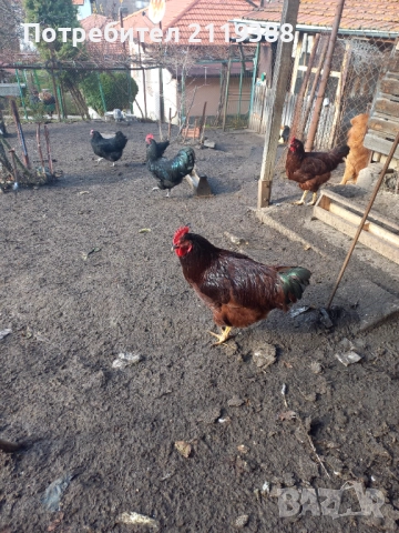 Петлета Родайланд,Австралорп и Ню Хемпшир 