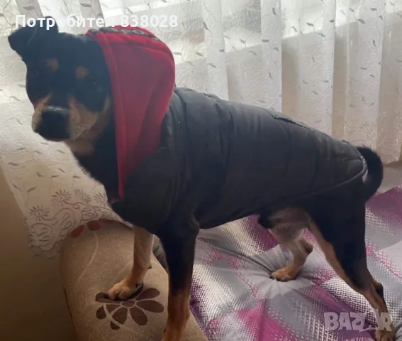 Дрешка за куче, снимка 5 - Други стоки за животни - 48996250