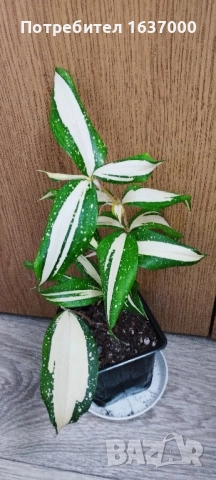 Драцена Milky way 