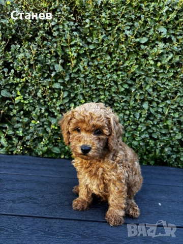 Мини пудели / Mini Poodles, снимка 6 - Пудели - 56439896