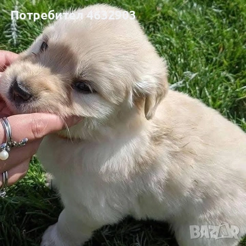 голдън ретривър момче , снимка 6 - Голдън ретривър - 52703386