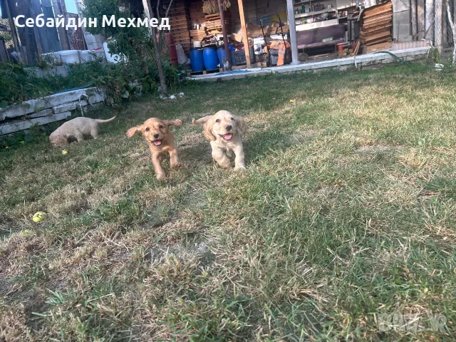Кокер шпаниьол , момче и момиче с първа ваксина!, снимка 2 - Кокер шпаньол - 55783376