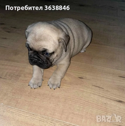 мопс, снимка 2 - Мопс - 52063085