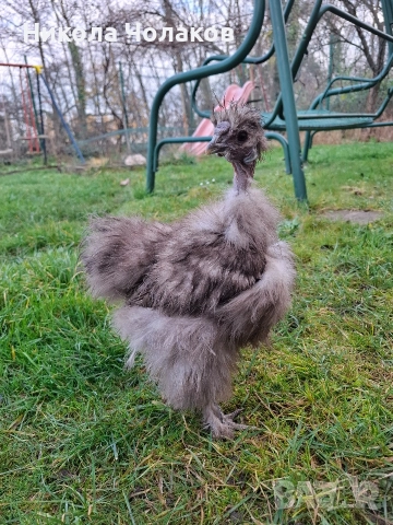 Американски копринки , снимка 4 - Кокошки и пуйки - 52953743