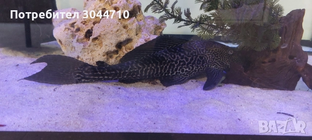 Големи Хипостомуси, снимка 2 - Рибки - 52096522