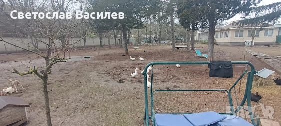 Продавам зайци, петли и патици за консумация + декоративно козле, снимка 8 - Други - 53028884