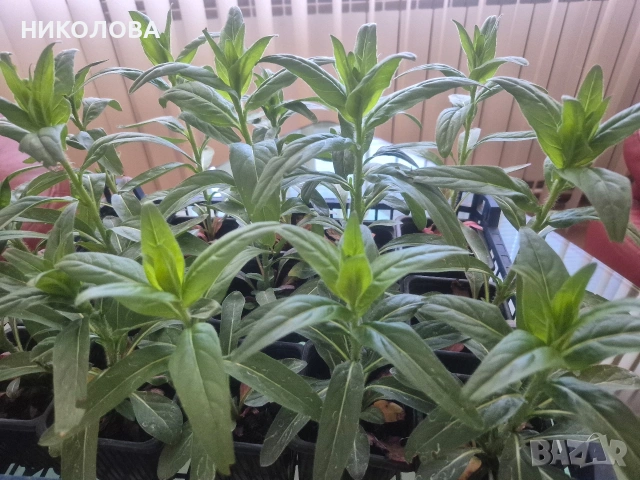 ЖЪЛТА ЙОНОТЕРА, снимка 3 - Градински цветя и растения - 54344125