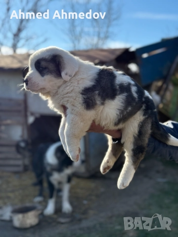 Кученца, Кавказка овчарка-Алабай, снимка 8 - Кавказка овчарка - 52955623