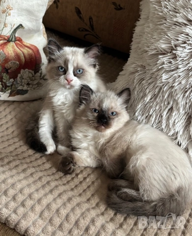 Готови за нов Дом, снимка 4 - Чинчили - 54077693