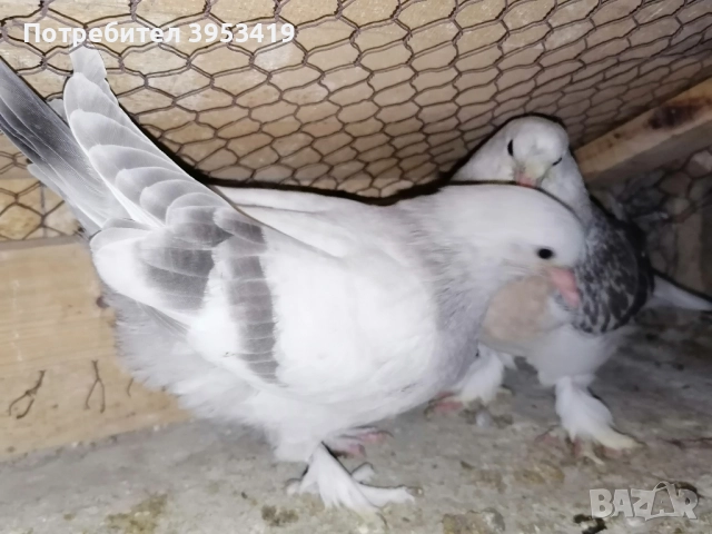 мардини , снимка 2 - Гълъби - 52529488