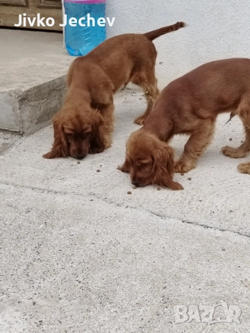 Кокер Шпаньол , снимка 1