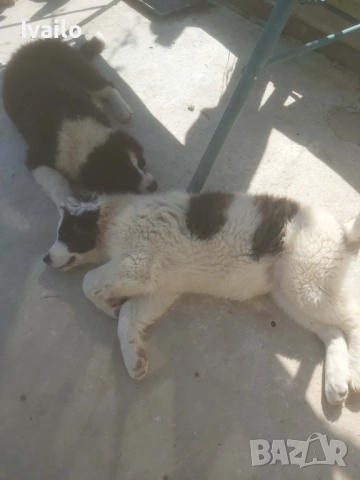 Каракачански кучанца