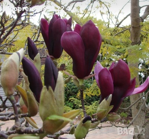 Magnolia Black Beauty - Черна красавица, снимка 2 - Градински цветя и растения - 29894955