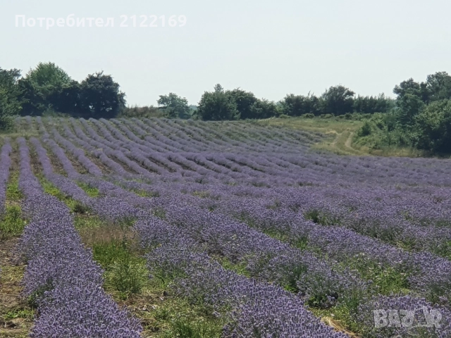 Земеделска земя, снимка 3 - Земеделска земя - 51669627