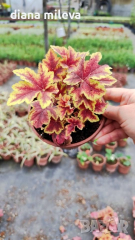 Хойхера Stoplight, студоустойчива, за сянка, снимка 4 - Градински цветя и растения - 52507064