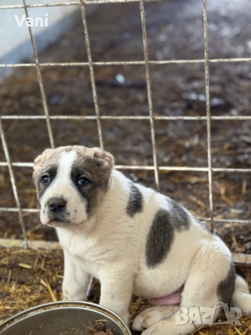 Аласай / САО , снимка 5 - Алабай - 54093320