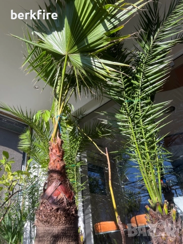 Палма Вашингтон, снимка 6 - Стайни растения - 52942980