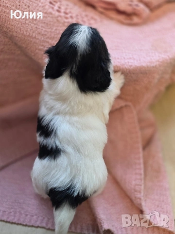 Японски хинчета, снимка 17 - Други - 52506287