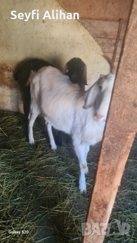 Англонубийски , снимка 4 - Кози - 53193629