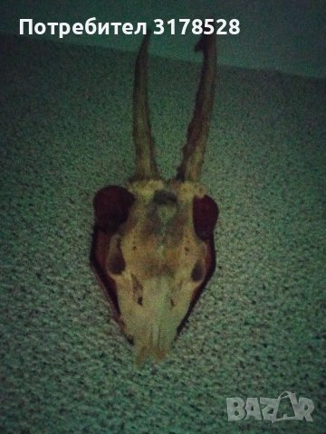 Рога от сръндак , снимка 6 - Декорация за дома - 39768466