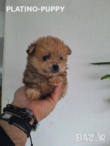 Женско померанче, снимка 2 - Померан - 54199861