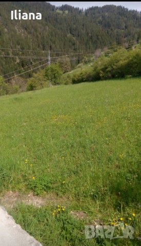 Продавам имот в землището на с.Момчиловци с квадратура 2700кв.м, снимка 5 - Земеделска земя - 37686757