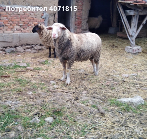 Мъжко шиле Ил дьо франс , снимка 3 - Овце - 53916890