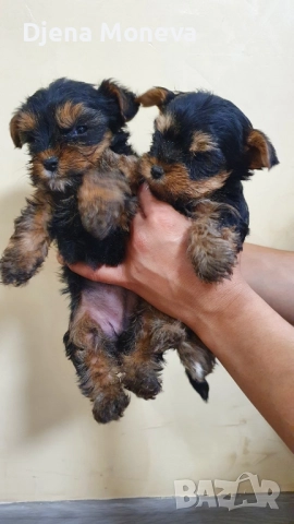  мини йоркширски териер, снимка 5 - Йоркширски териер - 52957300