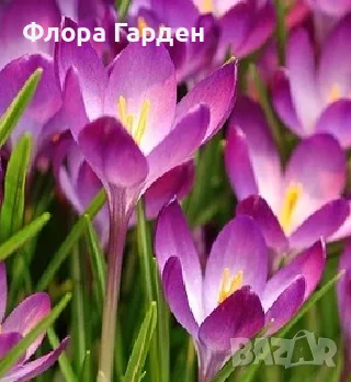 ЛУКОВИЦИ Ирис, Анемоне, Минзухар, Ранункулус, снимка 11 - Сортови семена и луковици - 56018945