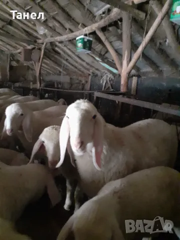 Овцеферма продава агнета, овце и кочове, снимка 1