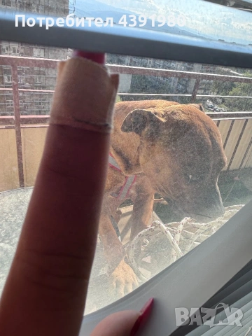 Питбул на 1 година , снимка 2 - Питбул - 54361021