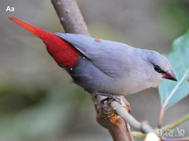 Търся 2 женски лавандулови амадини.
