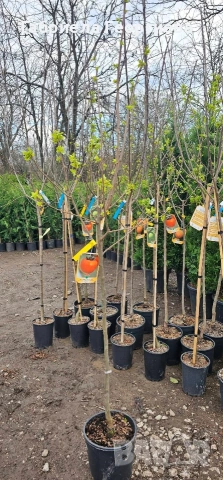 Райска ябълка , снимка 2 - Градински цветя и растения - 54001984