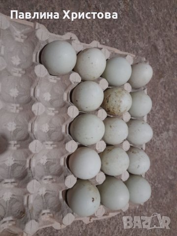 Индийски бегач  яйца , снимка 1 - други­ - 39955108