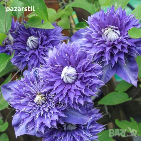 КЛЕМАТИСИ , снимка 6 - Градински цветя и растения - 54105054