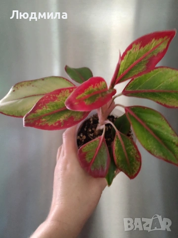 Аглаонема 'Крит'/ aglaonema Crete