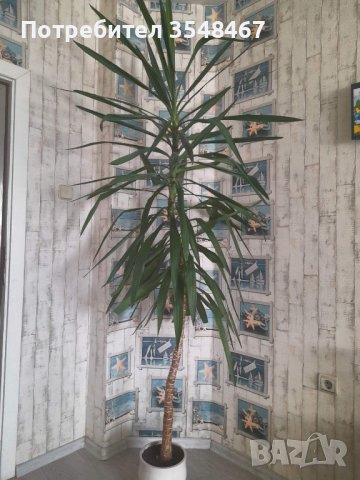 Палма Юка , снимка 1 - Стайни растения - 42482148
